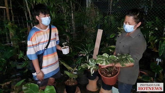 ต้นมอนสเตอร่า