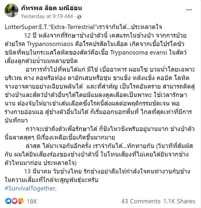 ช้างป่า