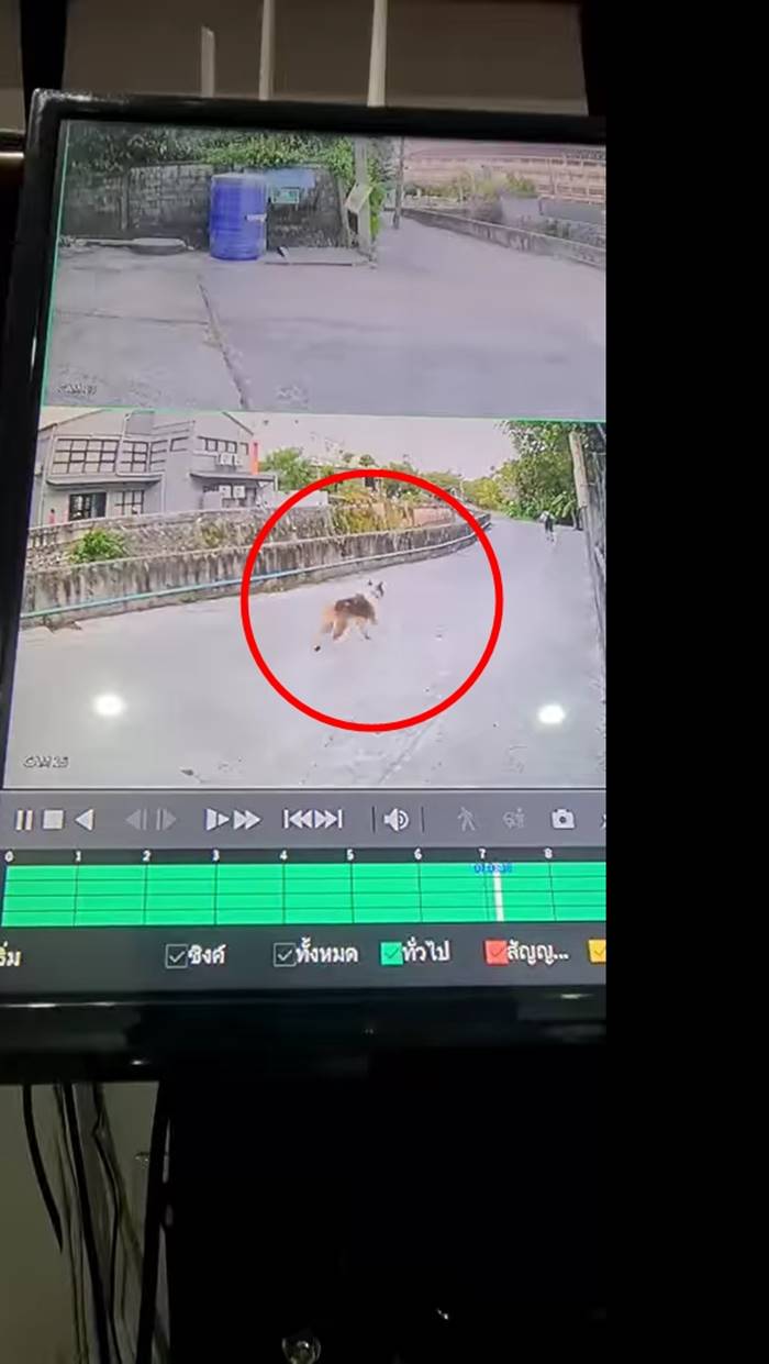 หมาไล่กัดเด็ก