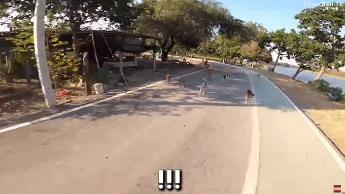 คลิปหมาไทยไล่ยูทูบเบอร์เกาหลี