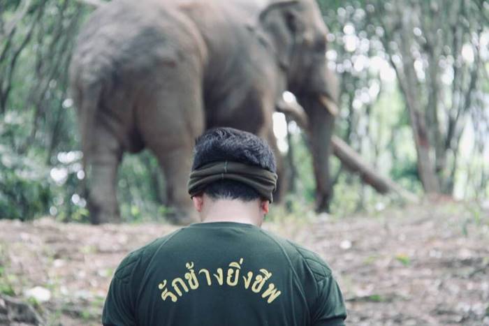 ช้างป่า