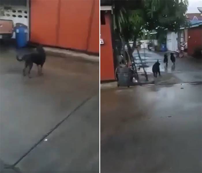 ร็อตไวเลอร์กัดคน