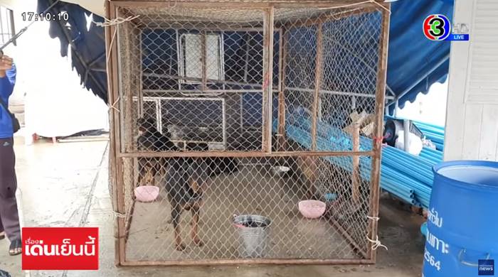 ร็อตไวเลอร์กัดคน