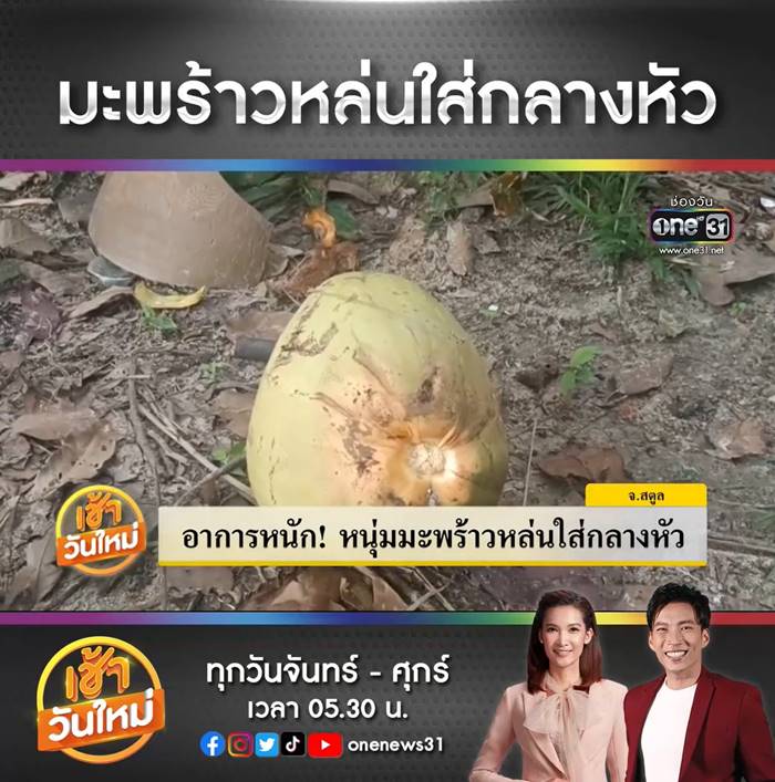 มะพร้าวตกใส่หัว