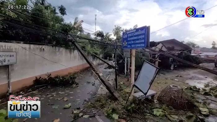 ต้นยางนาโค่น