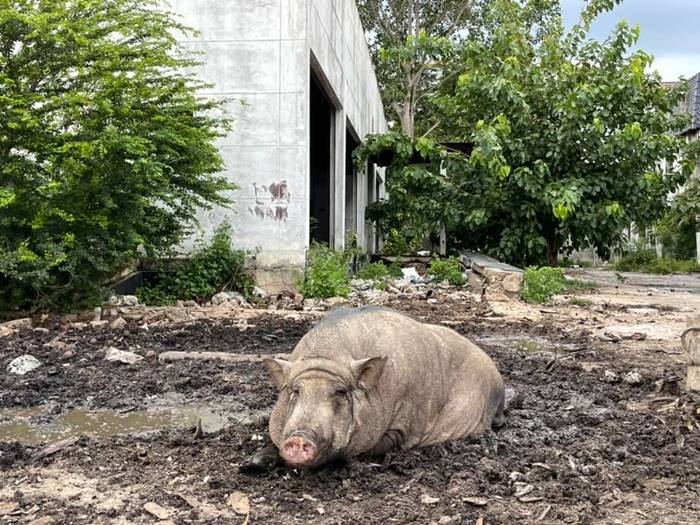 นัชญ์ ทูนหัวของบ่าว