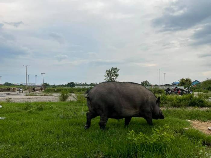 นัชญ์ ทูนหัวของบ่าว