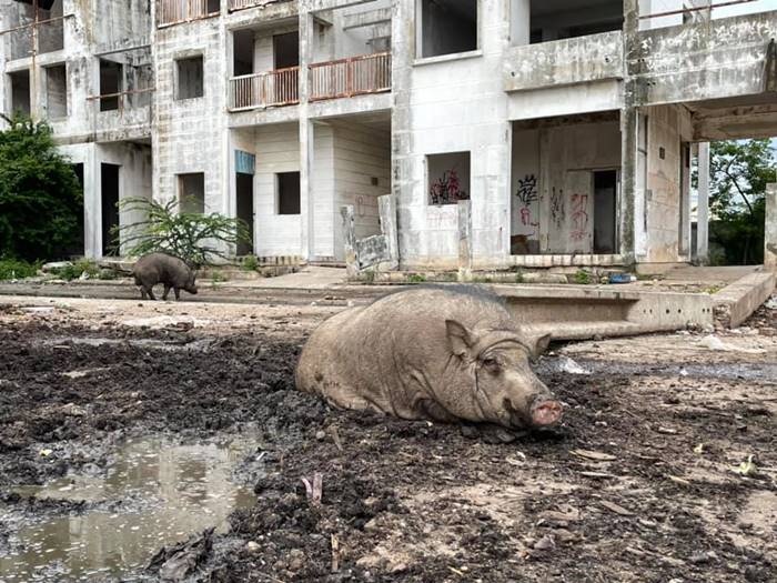 นัชญ์ ทูนหัวของบ่าว