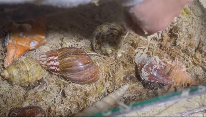 ปูเสฉวน, ยูทูบเบอร์