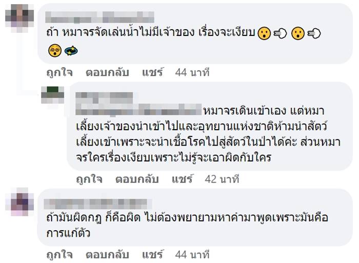 หมาเล่นน้ำตก