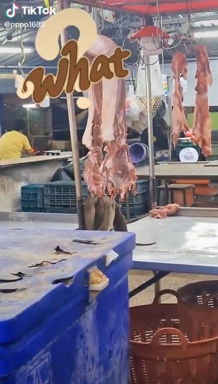 หมูสกปรก