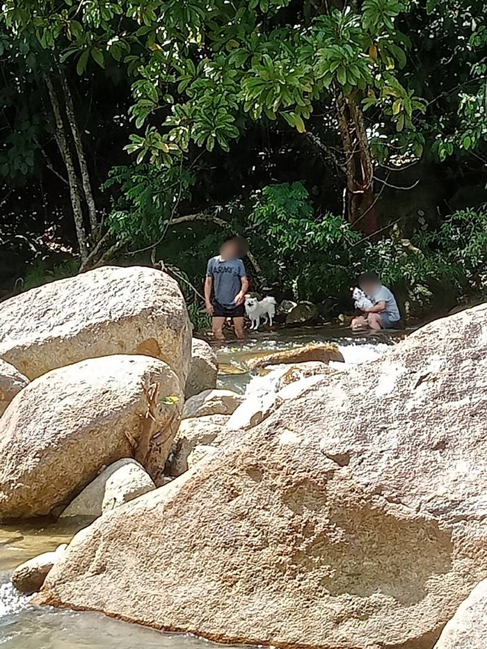 หมาเล่นน้ำตก