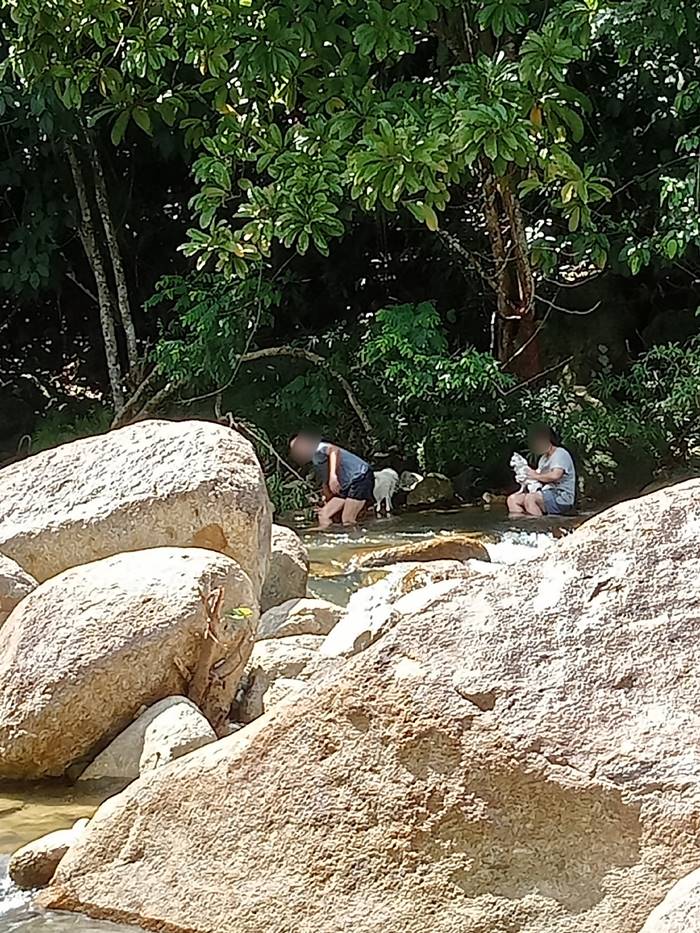 หมาเล่นน้ำตก