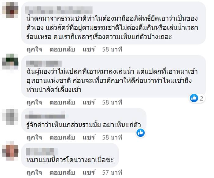 หมาเล่นน้ำตก