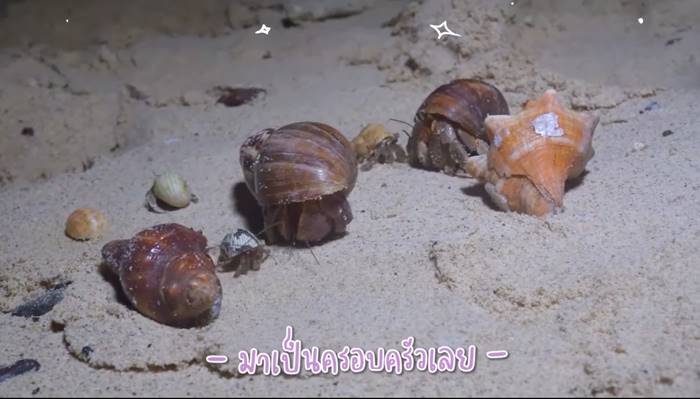 ปูเสฉวน, ยูทูบเบอร์