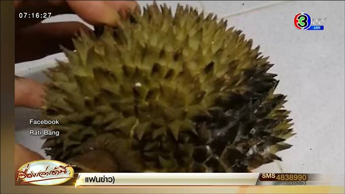 ทุเรียนหมอนทอง