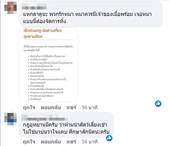 หมาเล่นน้ำตก