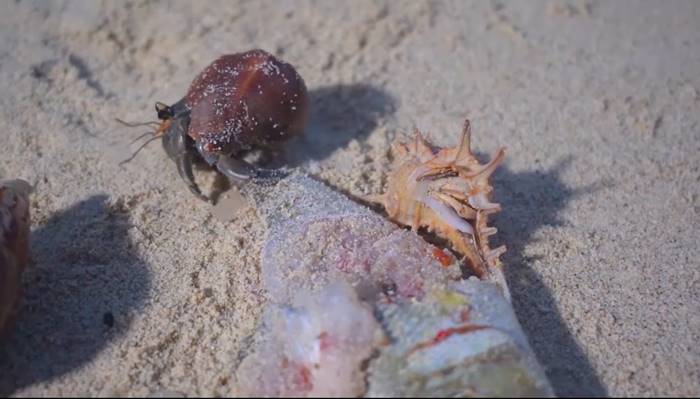 ปูเสฉวน, ยูทูบเบอร์