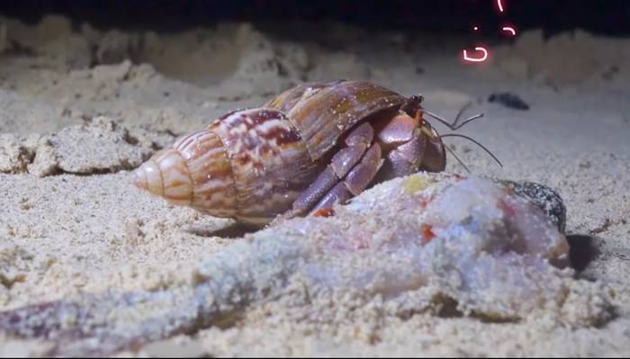 ปูเสฉวน, ยูทูบเบอร์