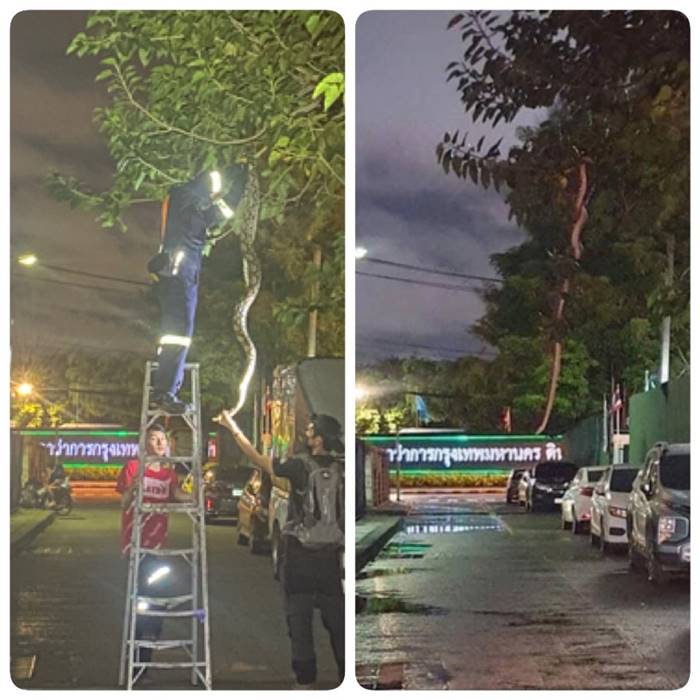 งูยักษ์ดินแดง