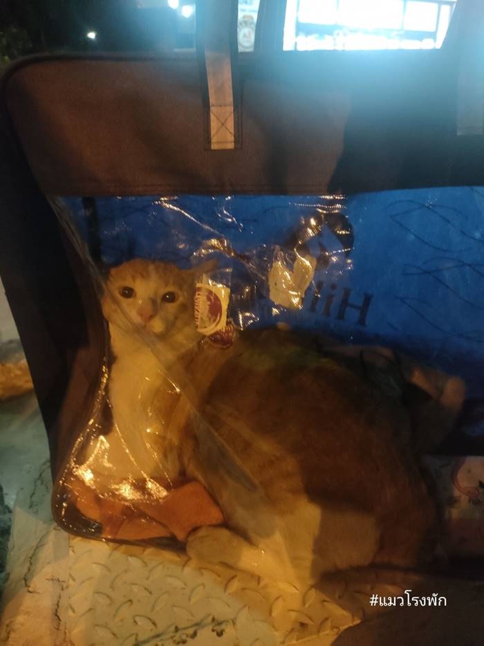 หนีออกจากบ้าน, ปัญหาครอบครัว