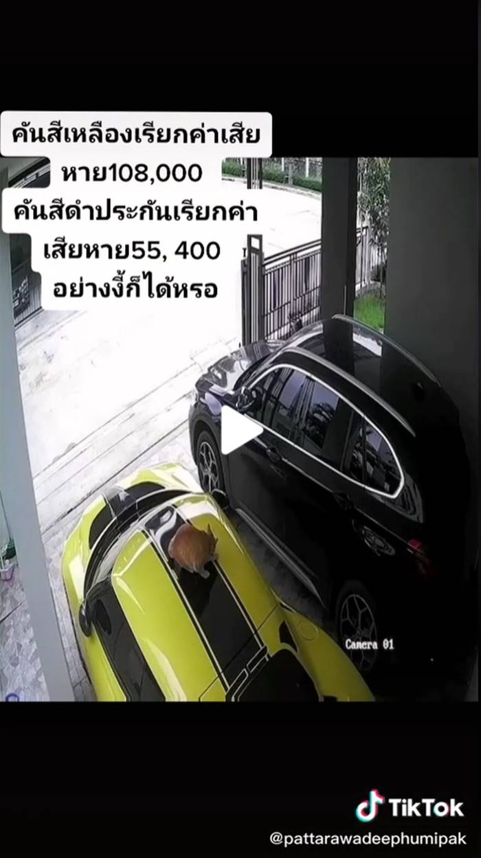 แมวไต่รถ