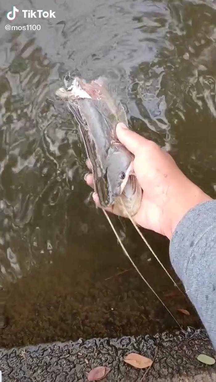 ปลาค้าว