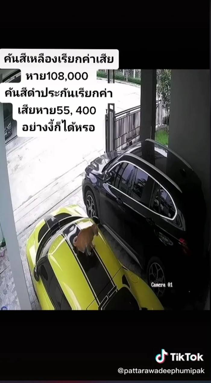 แมวไต่รถ