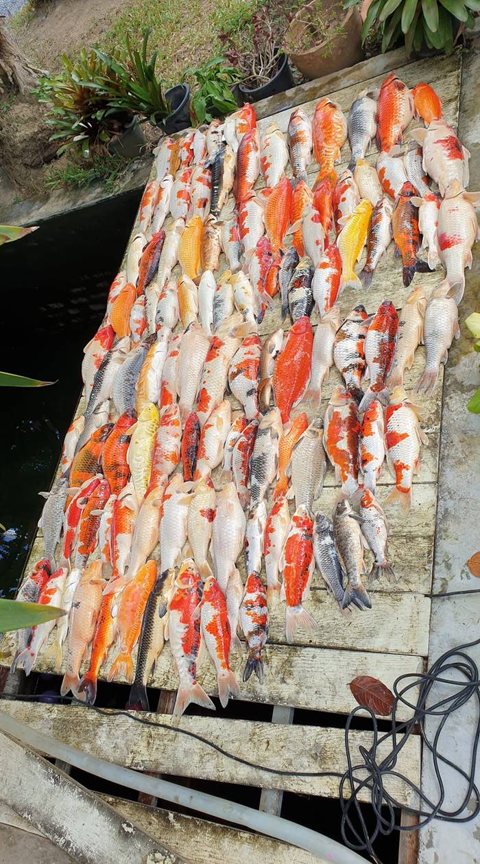 ปลาคราฟ