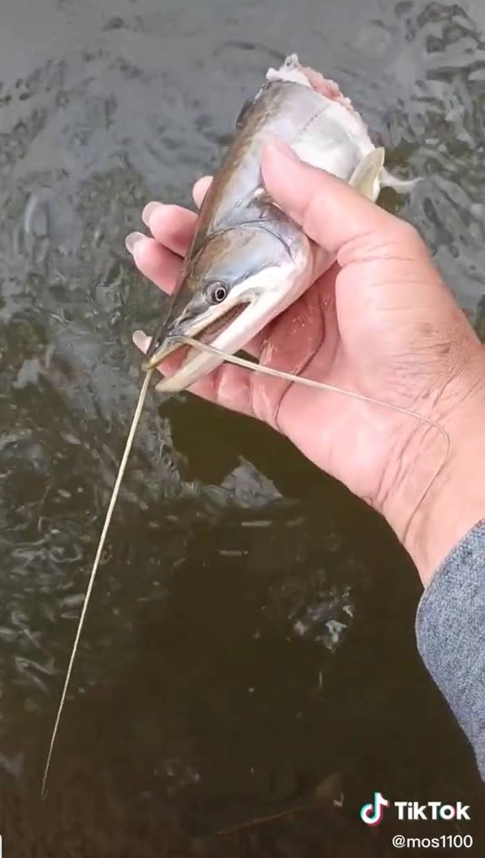 ปลาค้าว