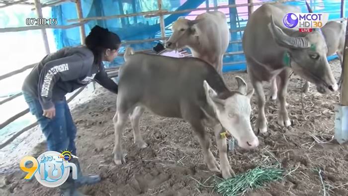 พญาควาย