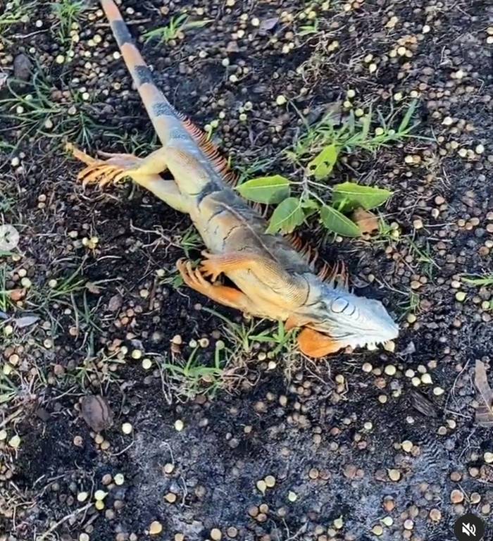 อิกัวน่า