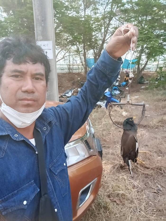 จับนกเอี้ยง