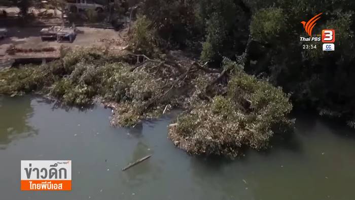 ตัดป่าโกงกาง