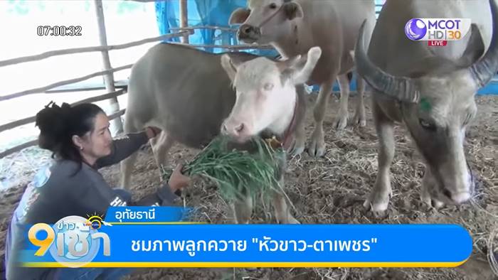 พญาควาย