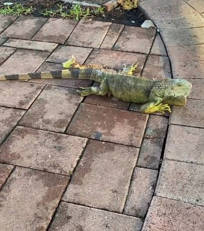 อิกัวน่า