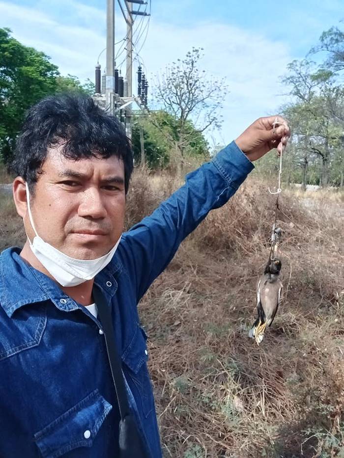 จับนกเอี้ยง