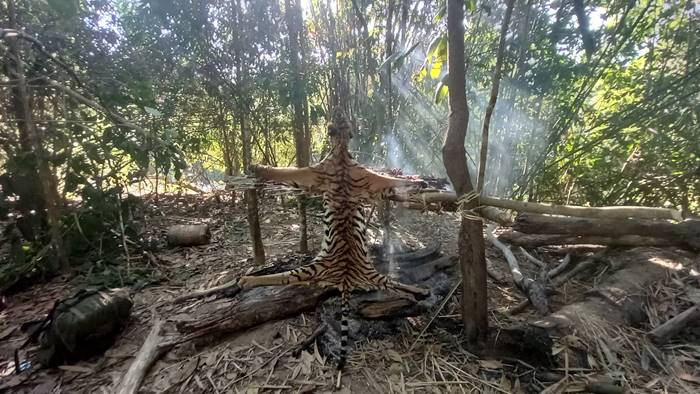  เสือโคร่ง