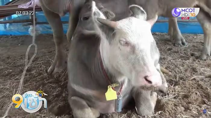 พญาควาย