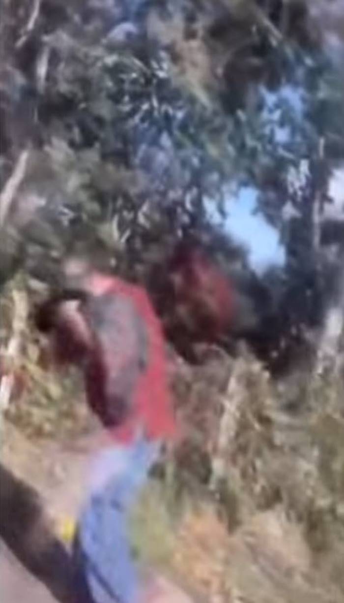  ผึ้งต่อยคน