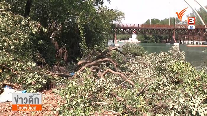 ตัดป่าโกงกาง