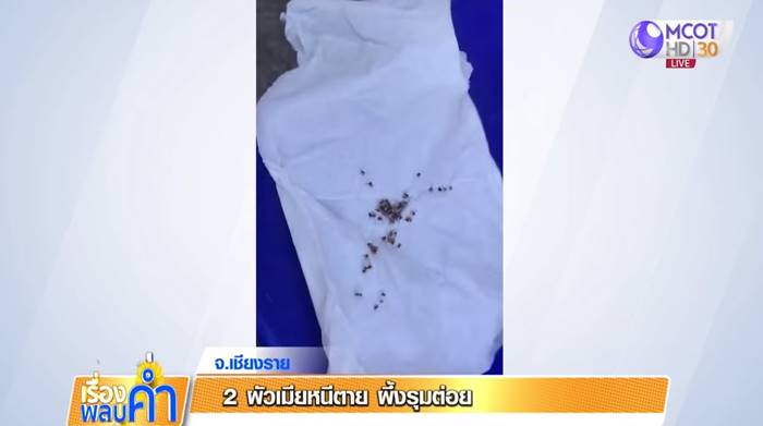  ผึ้งต่อยคน