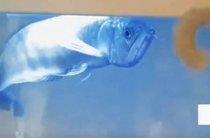 ปลามังกร