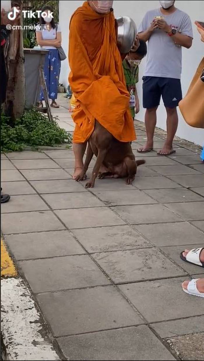 หมาน่ารัก