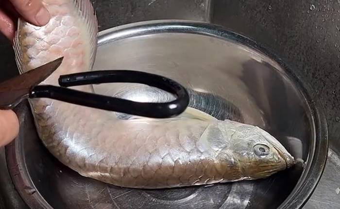 ปลามังกร