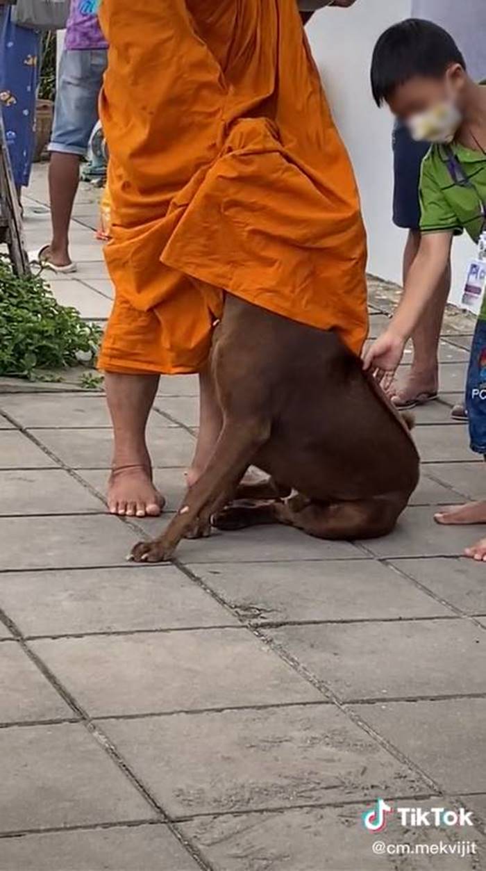 หมาน่ารัก