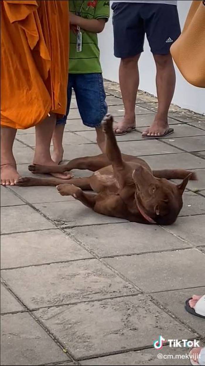 หมาน่ารัก