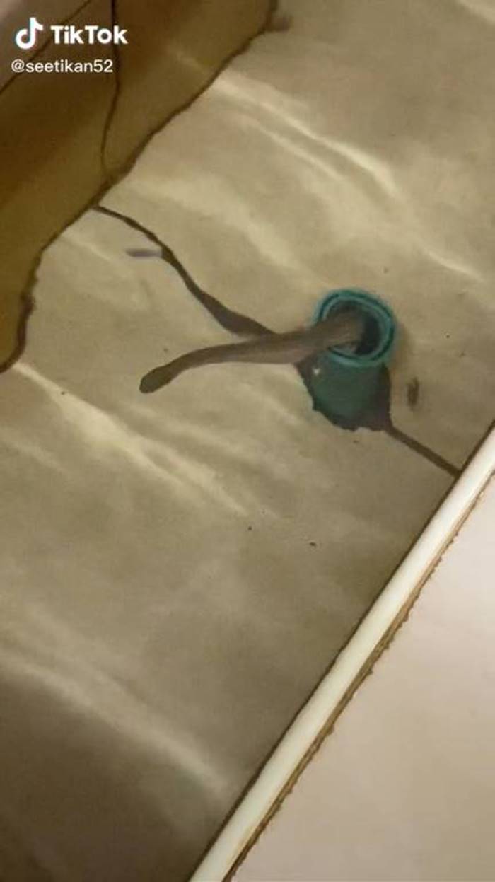 งูในห้องน้ำ