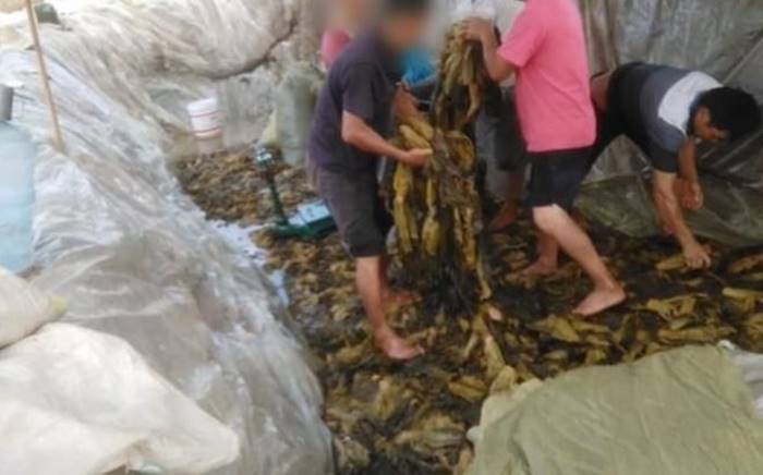 ผักกาดดอง