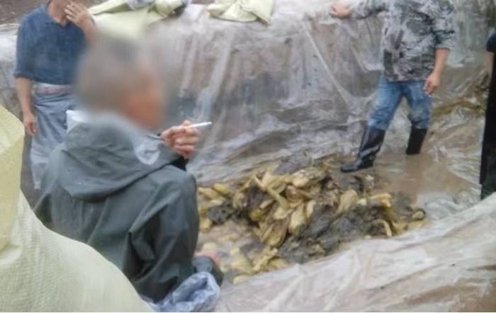 ผักกาดดอง